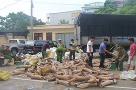 Thanh Hóa bắt giữ vụ vận chuyển ngà voi lớn nhất 